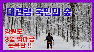 대관령 국민의 숲길