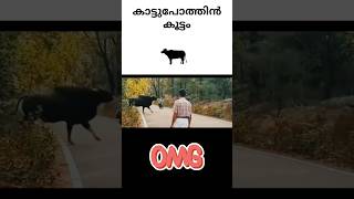 കാട്ടുപോത്തിൻകൂട്ടം wild Buffalo 🐃  😳 on road #baffalo #wildlife wil