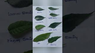 வேம்பு வகைகள்#neem #variety #herbal #tree