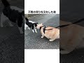 元野良ボス猫ニャーゴ伝説④