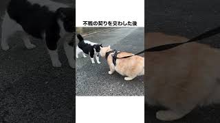 元野良ボス猫ニャーゴ伝説④