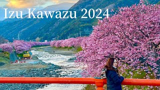 Cherry Blossoms early Festival 【2024 IZU KAWAZU】2月の伊豆は河津桜・河津桜まつり