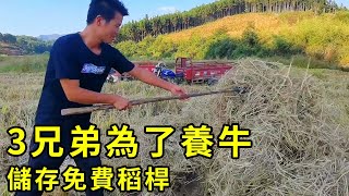 紮根農村養牛，儲存免費稻桿餵牛，3兄弟又省一大筆錢！ 【石頭秀】