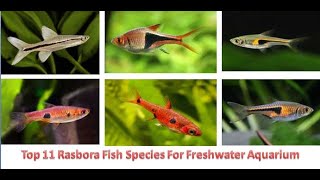 Top 11 Rasbora Fish Species For Freshwater Aquarium