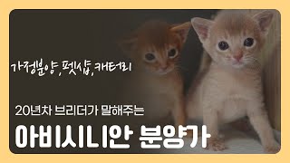 아비시니안 분양가 알아보기 (가정분양, 펫샵, 캐터리, 외국수입)