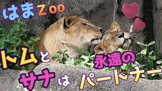 永遠のパートナー👨‍❤️‍💋‍👨トム\u0026サナ【熟年夫婦の愛情物語】 #はまzoo #のんほいパーク #lion #トム #サナ #浜松市動物園  #愛