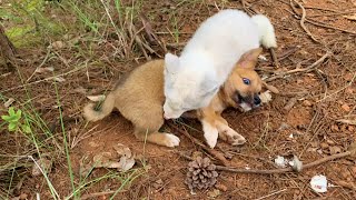 The poor little fox has been bullied by the puppy. Today the little fox finally beat the puppy up🦊🦊🦊