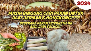 Pakan & minum untuk ulat jerman & ulat hongkong