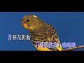 一曲鳳求凰_黄德正 袁清儀_男左女右伴唱