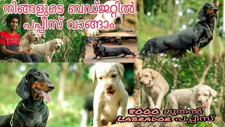 നിങ്ങളുടെ ബഡ്ജറ്റ് അനുസരിച്ച് പപ്പീസ് വാങ്ങാം || Labrador  || Dachshund || Miniature Pincher