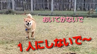 アウェイでは、飼い主の側から離れようとしない柴犬が面白くて可愛い【え、あなたそんな子だった？】