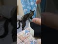 本日のみんと ショート 猫のいる暮らし