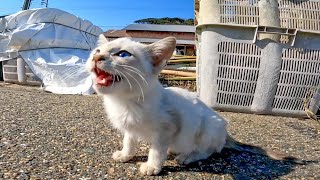 漁港を探検する子猫が可愛過ぎる