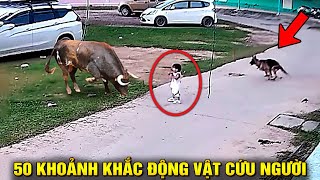 50 Khoảnh Khắc Động Vật Xả Thân Cứu Người Và Kẻ Yếu Thế - Vô Tình Được Camera Ghi Lại | Ngẫm Radio