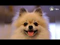 🐶ANGRY DOGS BARKING sound effect｜Make your Cat or Dog Go Crazy