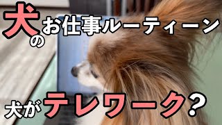 もしも犬がテレワークをしたらこうなる？パピヨンのお仕事😄