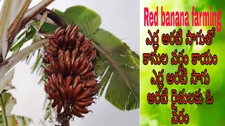 ఎర్ర చక్రకేళి అరటి సాగు రైతులకు బహుళ లాభం Red Banana Farming More Profit for farmers | |AGRI GURU| |