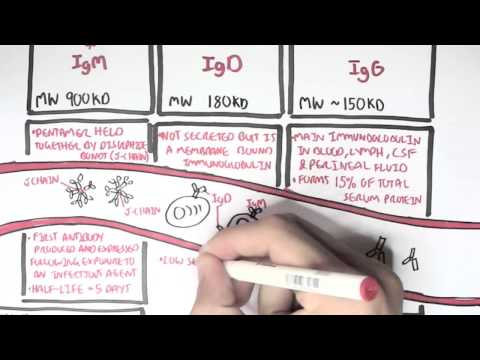 Immunology - Antibodies (Function) Immunology - Antibodies (Function)