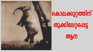 സർക്കസ് കമ്പനിയുടെ ക്രൂരതയ്ക്കിരയായി  തൂക്കിലേറ്റിയ  ആന