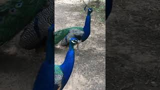 Peacock Sound||Peacock Call 🦚🦚||#shorts #peacock #call #sound