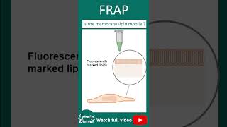 Fluorescence Recovery After Photobleaching (FRAP) | CSIR NET | Biotechniques in 1 minute