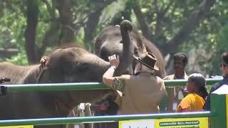 தெப்பக்காடு யானைகள் முகாம்/பிரதமர் நரேந்திர மோடி/Theppakadu Elephant Camp/ Narendra Modi