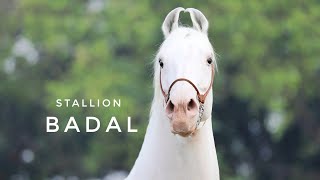 Stallion Badal at Deol Stud Farm || Owner Kuldeep Singh +91 98154 99593