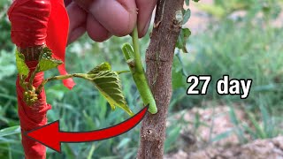 Grafting after 27 day , موتربە دوای 27 ڕۆژ ، تطعيم با الطريقة سهلا بعد ٢٧ أيام #rahelaziz #grafting