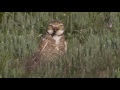 burrowing owl on colorado s eastern plains grabs a snack