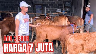 Review Harga Sapi Jantan 8 jt, ada 3 Sapi harga 7 jt pas di Grosir Sapi Mbois lo iki