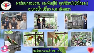 หงส์หยกแปดริ้ว EP.115 ฟาร์มนกสวยงาม  และพันธุ์ไม้  คุณวิรัตน์(บังโกรด ) อ.บางน้ำเปรี้ยว จ.ฉะเชิงเทรา