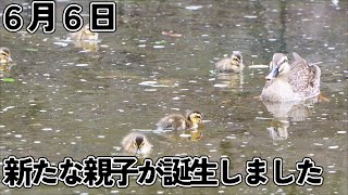 ３組目の親子誕生　葵区城北公園のカルガモ親子 2023年6月6日