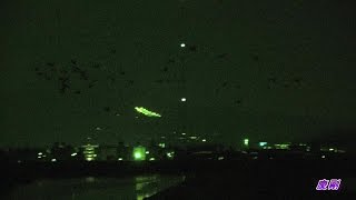 「夜の白鳥シベリア北帰行」2017年 3月11日 山陰白鳥便り④