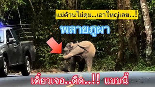 Ep.179 ภูผาโชว์เดี่ยว..เดี๋ยวเจอดีด..!! #เขาใหญ่ #elephant #nature #wildlife #news