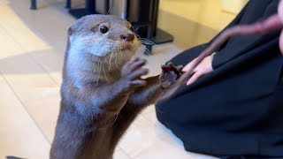 さつまいものひょろひょろ先っぽに想像以上にはしゃぎまくるカワウソ Otter are more excited than you can imagine by the sweet potato.