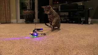 Tiger Cat Captures flying Drone