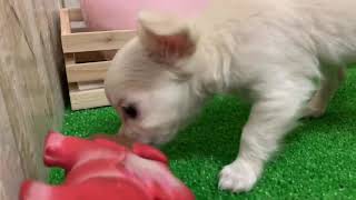 犬の家＆猫の里エアポートウォーク名古屋店　109360　チワワ