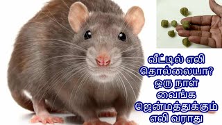 வீட்டில் எலி தொல்லையா ? இதை வைங்க ஜென்மத்துக்கும்  எலி வராது Get rid of rat