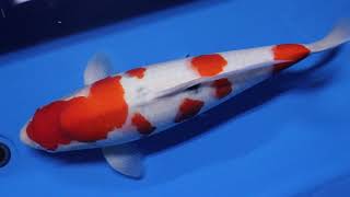 【魚酔】錦鯉  大正三色  ５９ｃｍ  メス  厚手の上質な白地！  Nishikigoi Taishosansyoku 59cm female  High quality white skin!!