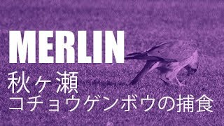 【野鳥】秋ヶ瀬公園の貴婦人タゲリとコチョウゲンボウの捕食。