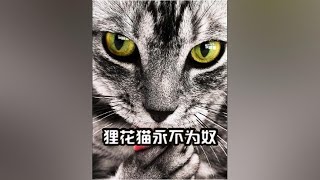 狸花猫永不为奴，打遍各国名猫，做铲屎官的主子 #狸花猫 #猫打架