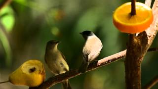 Eurasian blackcaps, Sylvia atricapilla