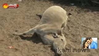 2 Cows Dead at Go shala in Mattapalli Sri Lakshmi Narasimha Swamy Temple