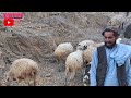 رفتن عروس به خانه داماد 😍❤ لحظه سخت خدافطی 💐😍 hazaragi wedding in afghanistan