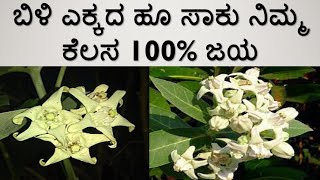 ನಿಮ್ಮ ಕೆಲಸದಲ್ಲಿ ಜಯ ಆಗಲು ಬಿಳಿ ಎಕ್ಕದ ಹೂ ಸಾಕು |  ekkada gida remedy for money