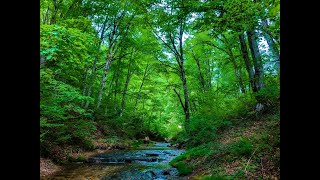 【森林の分校ふざわ】恵みの森　沢のぼり　～Beech virgin forest Registered in UNESCO ecopark～　Shower climbing