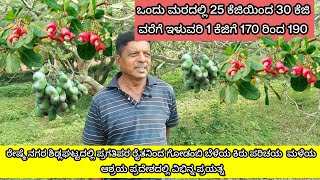 ಒಂದು ಮರದಲ್ಲಿ 25 ಕೆಜಿಯಿಂದ 30 ಕೆಜಿ ವರೆಗೆ ಇಳುವರಿ 1 ಕೆಜಿಗೆ 170 ರಿಂದ 190 ರೂ  ಪ್ರಗತಿಪರ ರೈತನಿಂದ ಗೋಡಂಬಿ