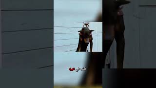 الرجل العجوز والكلب الطائر 🐕🎣 نهاية غير متوقعة!🤯