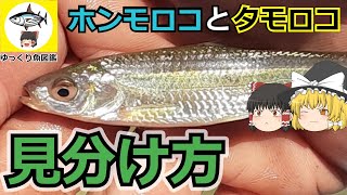 【ゆっくり解説】日本の淡水魚　ホンモロコとタモロコの見分け方