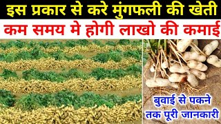 इस प्रकार से करे गर्मियों मे मुंगफली की खेती , कम दिनो मे होगी लाखो की कमाई / groundnut farming